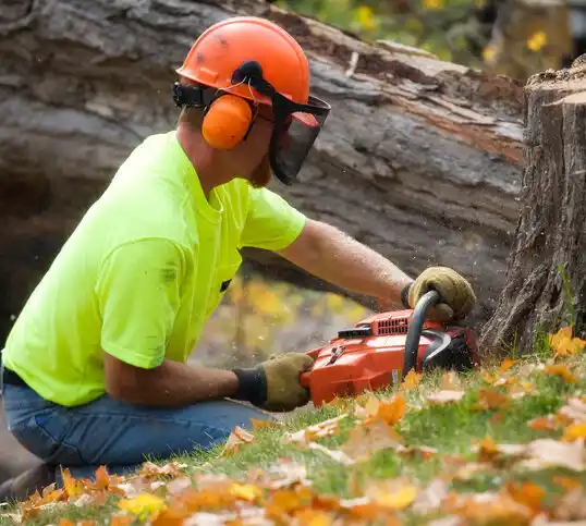 tree services Essexville